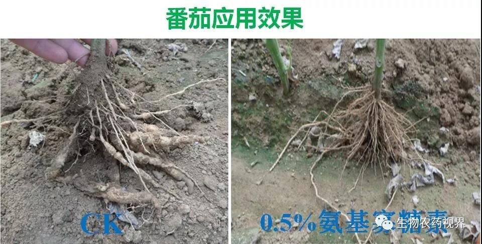 氨基寡糖素 - 植物的免疫衛(wèi)士，根結(jié)線蟲的克星