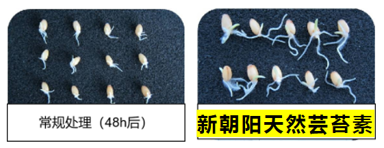 小麥拌種選新朝陽天然蕓苔素，讓小麥高產(chǎn)贏在起跑線上?。ㄐ←溤谑裁磿r候用蕓苔素效果最佳）