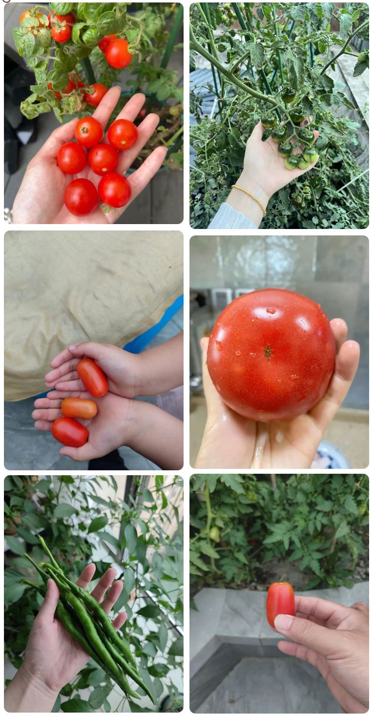 朝陽農(nóng)藝師系列活動 | “零”農(nóng)殘瓜果自己種，豐收喜報！