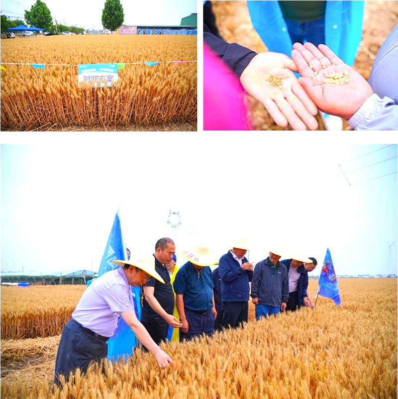 生物技術(shù)助力糧食單產(chǎn)顯著提升-“十四五”國(guó)家重點(diǎn)研發(fā)計(jì)劃成果應(yīng)用觀摩會(huì)圓滿(mǎn)落幕